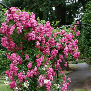 Ružičasta - ruža penjačica (Rambler)